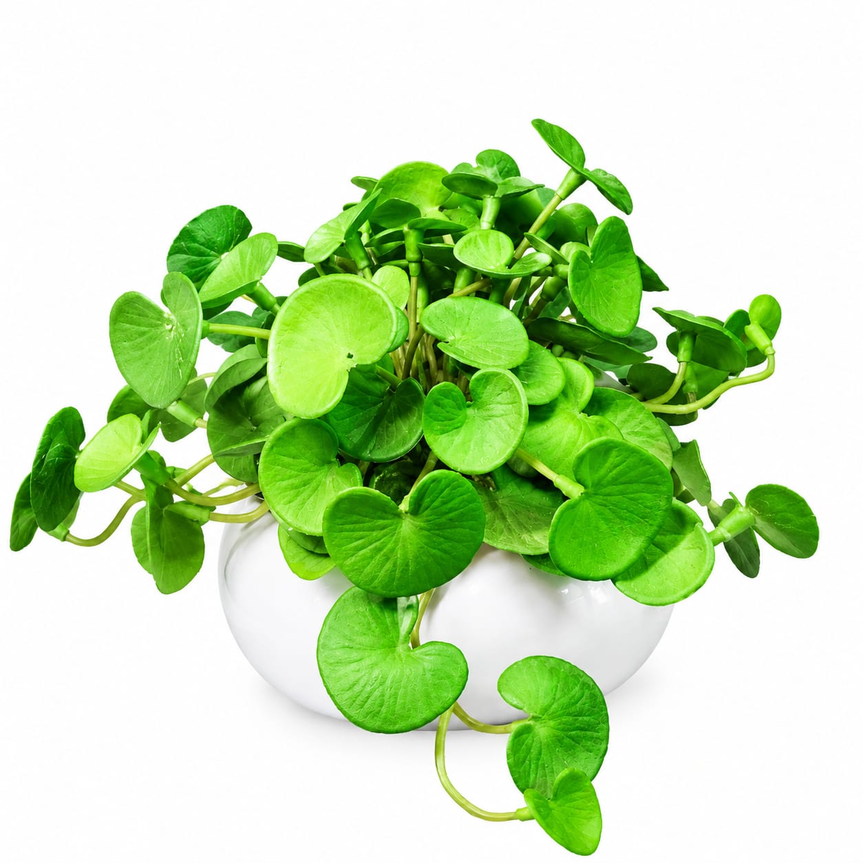 Cascading Green Coin Leaf in ceramics Planter
