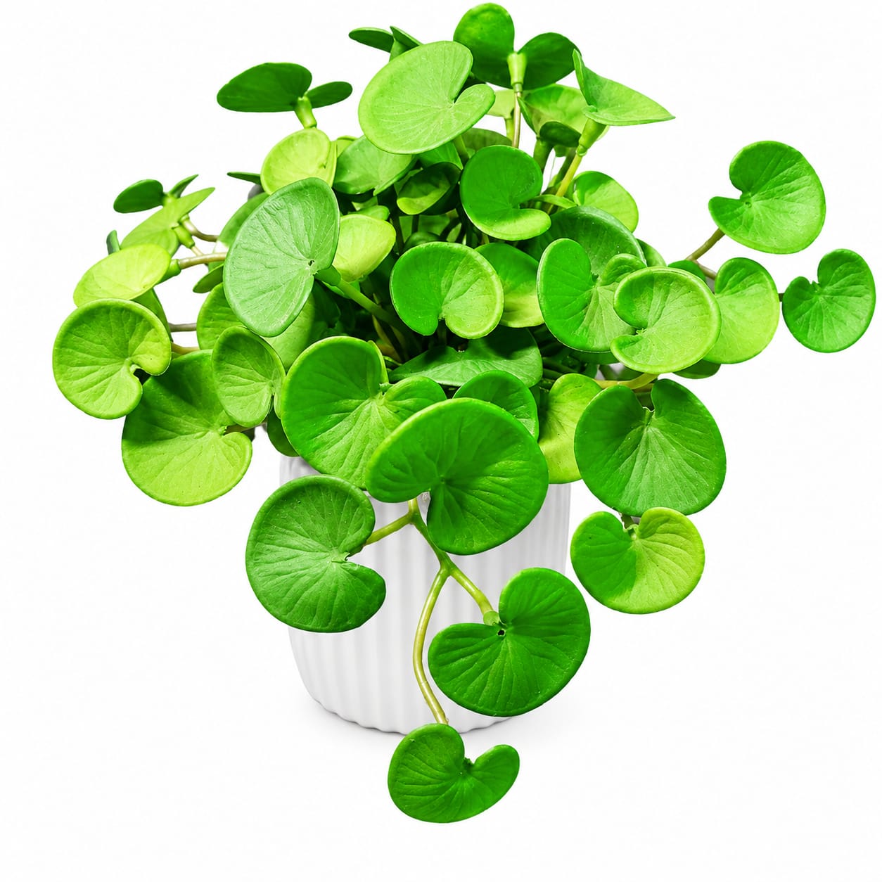 Cascading Coin leaf in Plastic Planter